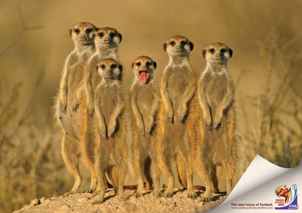 Great Ads of the 2010 World Cup Mongoose