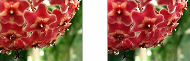 How to Calibrate Color for the Web two slightly different photos