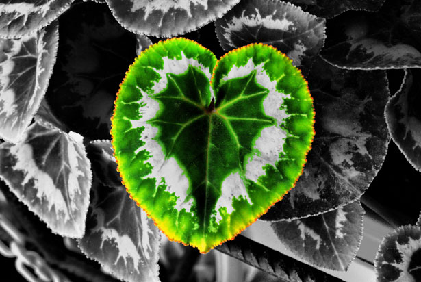Outstanding Photos with Partial Color Theheartofthings