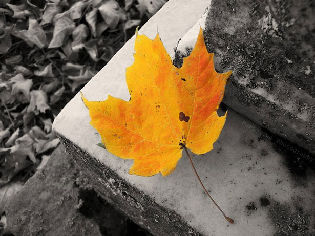 Outstanding Photos with Partial Color Awhisperofhope