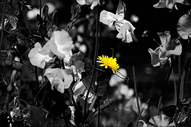 Outstanding Photos with Partial Color Selectivedesaturation