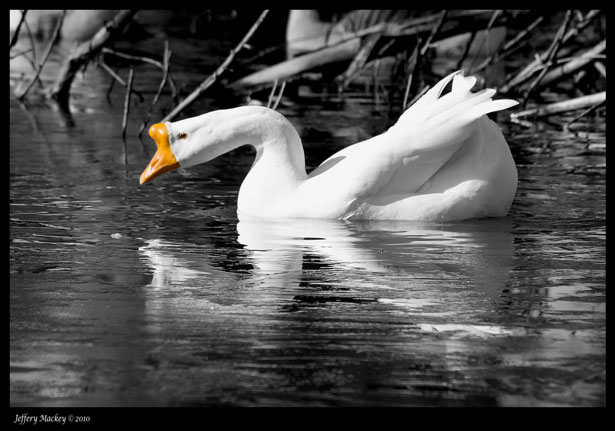 Outstanding Photos with Partial Color duck