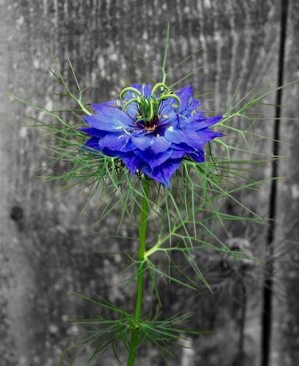 Outstanding Photos with Partial Color Loveinthemist