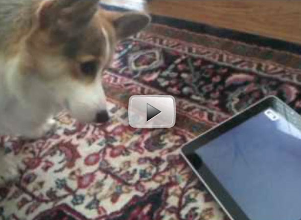 Our Favorites Tweets of the Week <br/>Apr 11-Apr 17, 2010 9 42