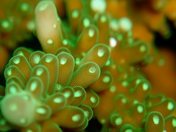 Out of this World Coral Photography 1 87