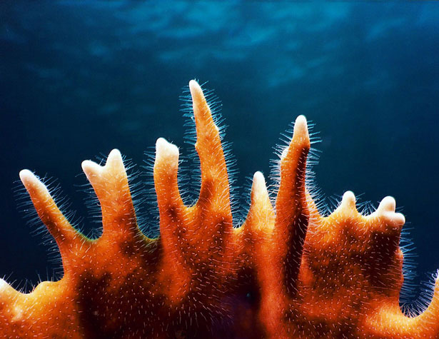 Out of this World Coral Photography 2 91