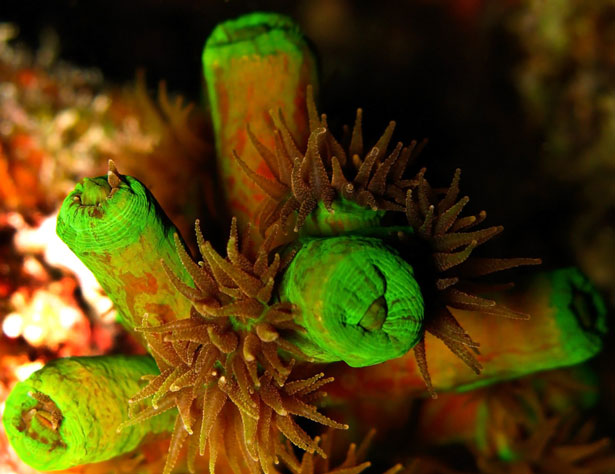 Out of this World Coral Photography 3 89