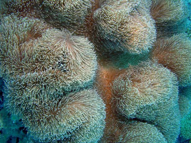Out of this World Coral Photography 4 68