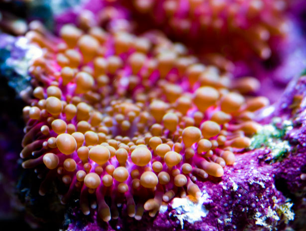Out of this World Coral Photography 5 67