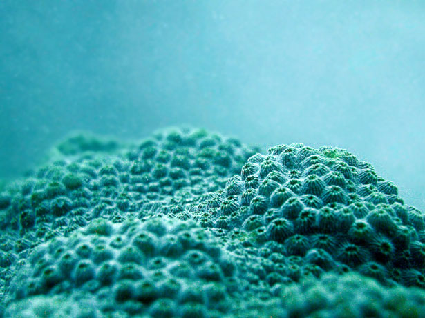 Out of this World Coral Photography 6 52