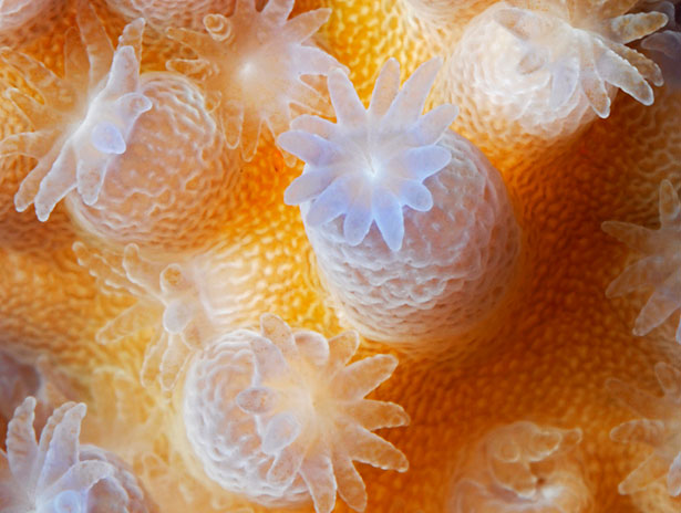 Out of this World Coral Photography 7 56