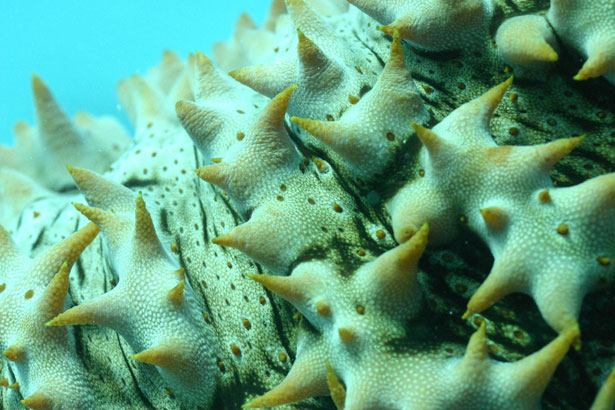 Out of this World Coral Photography 8 54