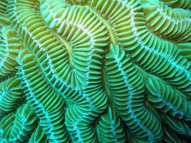 Out of this World Coral Photography 9 54