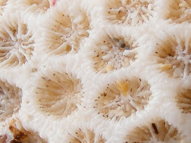 Out of this World Coral Photography 10 52
