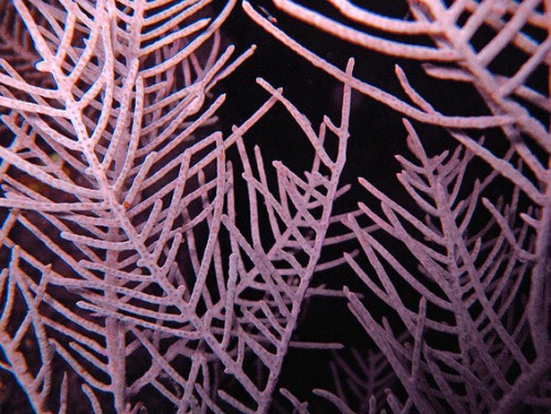 Out of this World Coral Photography 11 53