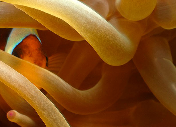 Out of this World Coral Photography 12 49