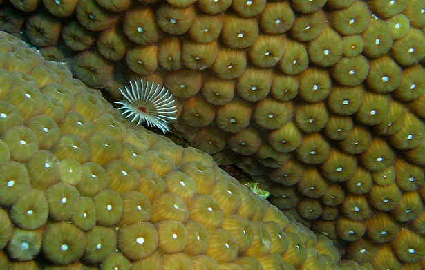 Out of this World Coral Photography 13 52