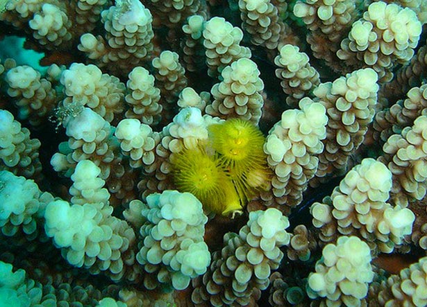 Out of this World Coral Photography 14 54