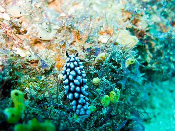 Out of this World Coral Photography 15 49