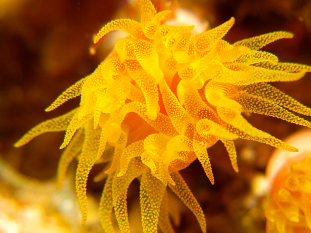 Out of this World Coral Photography 16 42