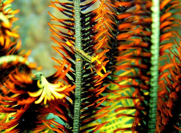 Out of this World Coral Photography 17 36