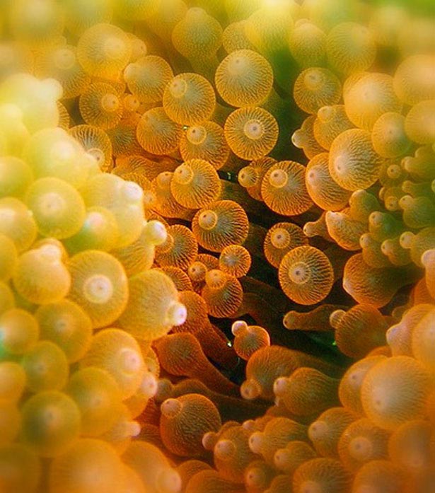 Out of this World Coral Photography 18 26