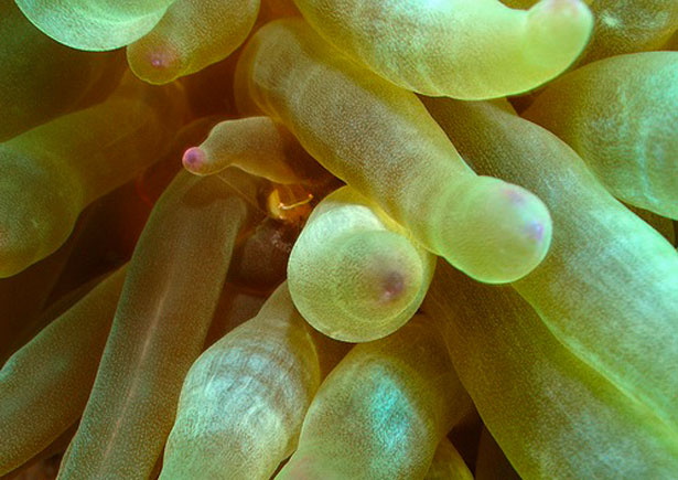Out of this World Coral Photography 19 22