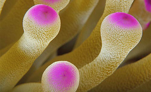 Out of this World Coral Photography 20 17
