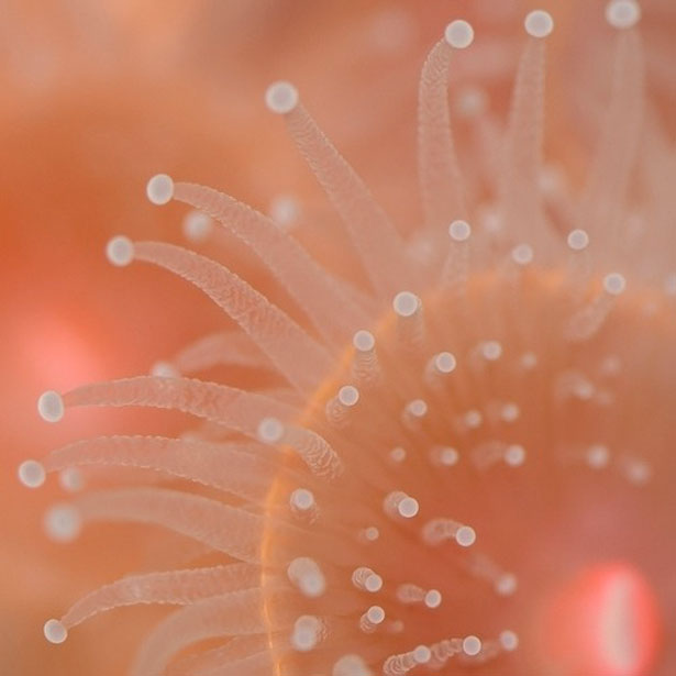 Out of this World Coral Photography 21 11