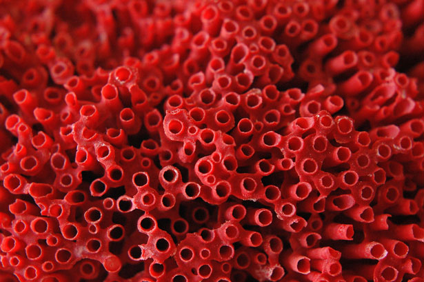 Out of this World Coral Photography 22 9