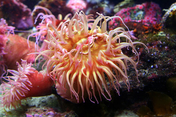 Out of this World Coral Photography 23 10