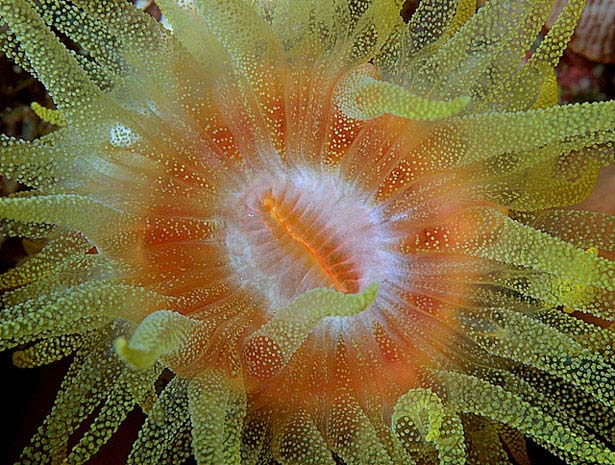 Out of this World Coral Photography 24 5