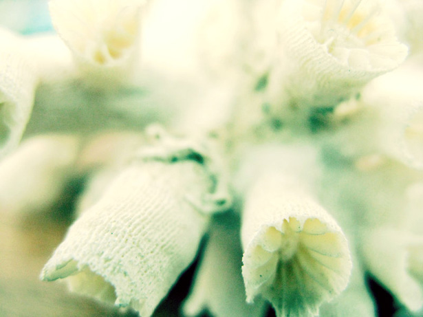 Out of this World Coral Photography 25 6