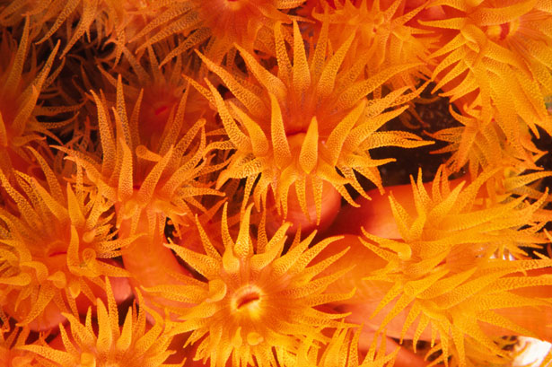 Out of this World Coral Photography 26 3