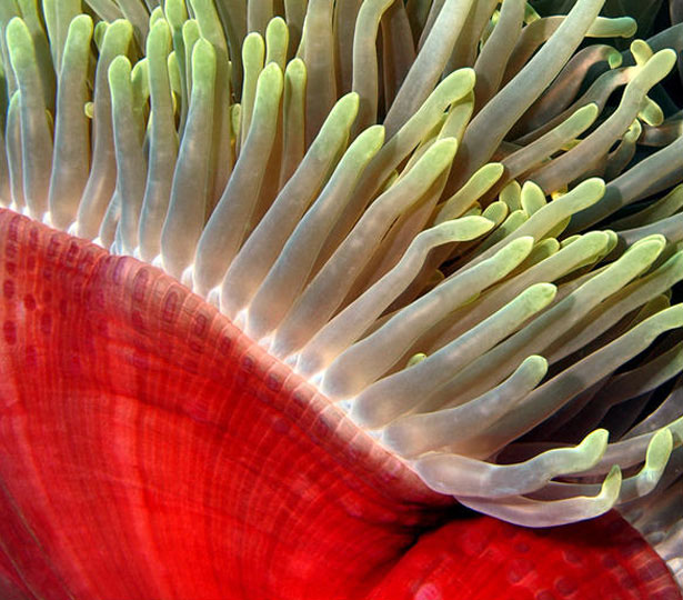 Out of this World Coral Photography 27 4