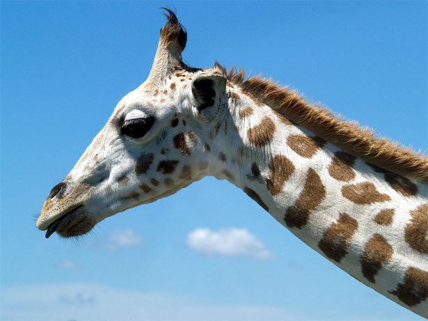 A World of Design Possibilities Giraffe