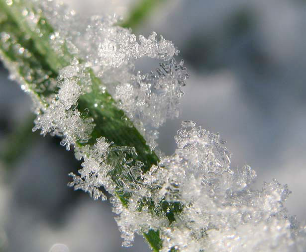 Incredible Examples of Snowflake Photography 2 112