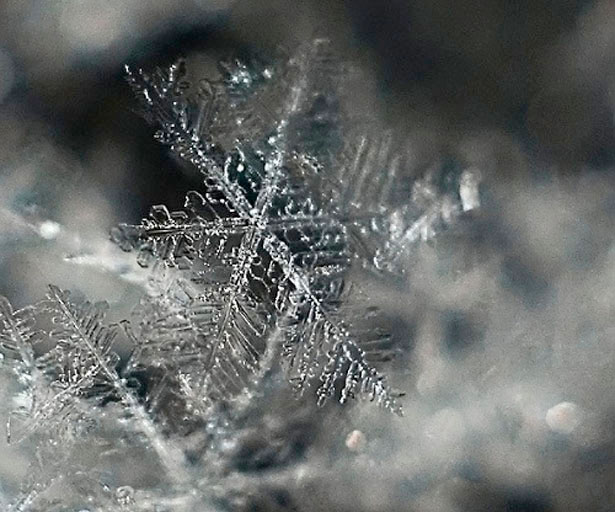 Incredible Examples of Snowflake Photography 7 70