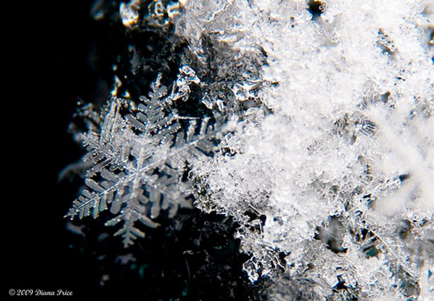 Incredible Examples of Snowflake Photography 8 68