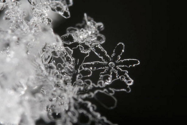 Incredible Examples of Snowflake Photography 14 68
