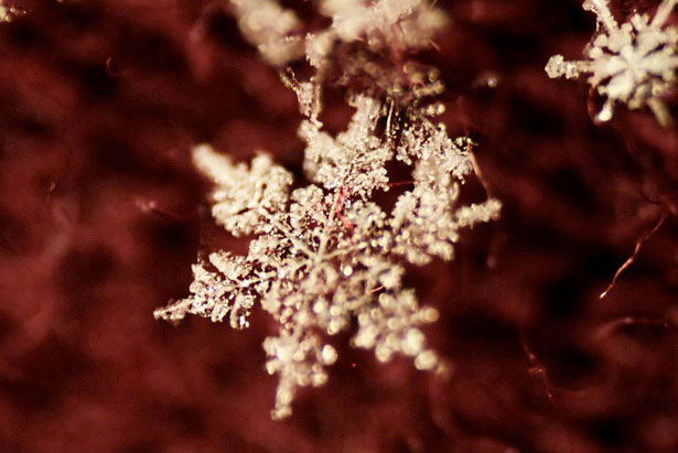 Incredible Examples of Snowflake Photography 17 47