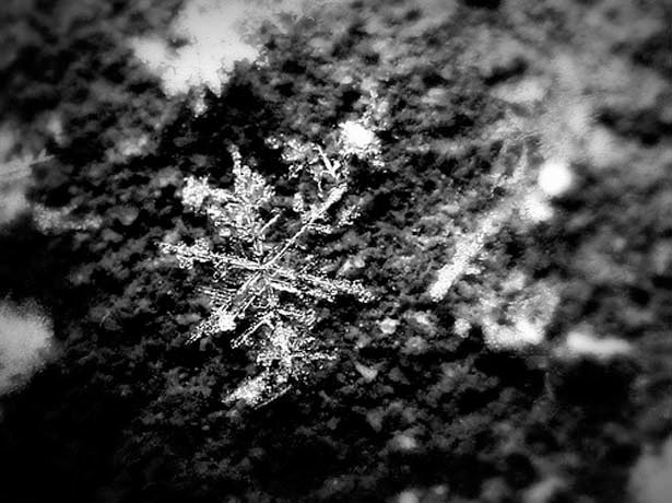 Incredible Examples of Snowflake Photography 28 6