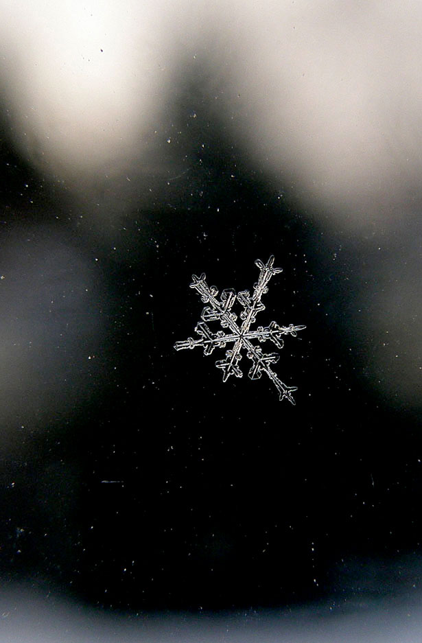 Incredible Examples of Snowflake Photography 41 6