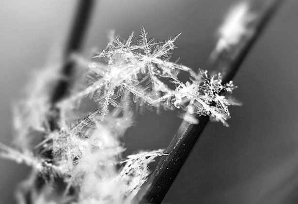 Incredible Examples of Snowflake Photography 42 3
