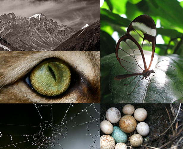 17 Techniques for Creating Designs Inspired by Nature Stop Looking at Plants