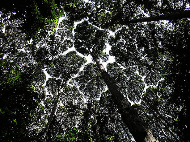 17 Techniques for Creating Designs Inspired by Nature The bottom of a rainforest canopy