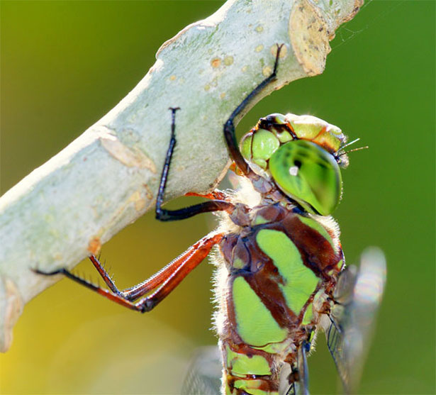 Our Favorite Tweets of the Week <br /> Jun 21-27, 2009 17 77