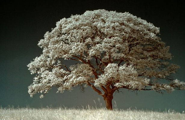 Wallpaper Post Image