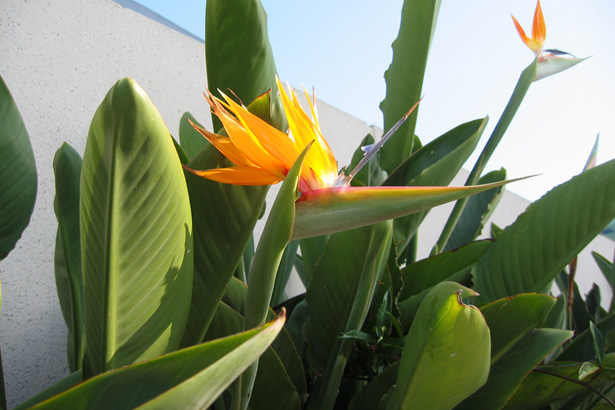 Breaking The Design Cycle: Get Creative To Be Creative bird of paradise