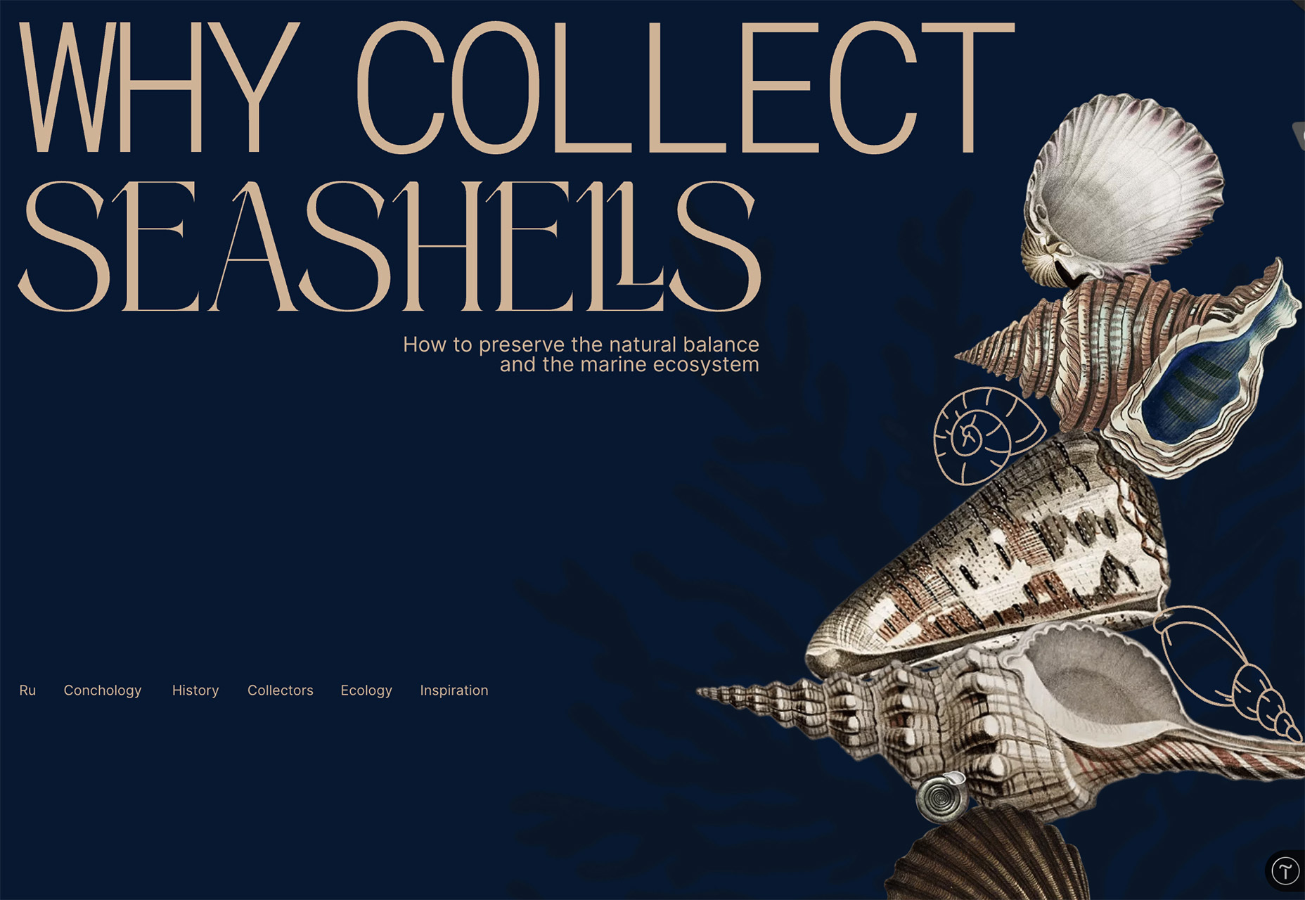 3 Essential Design Trends, November 2023 Why Collect Seashells